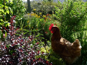 'Plumpkin' chilling out in Becky's garden